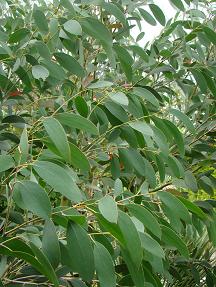 Eucalyptus niphophila